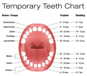 Childrens Teeth Eruption  Chart
